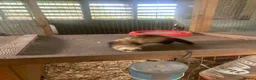 Ferret rodents for sale: Micro hob ferret forsale in Bromyard - Advert 5