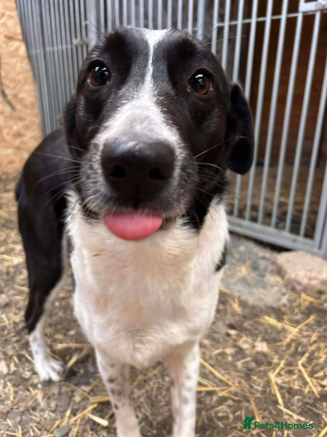 Mixed Breed dogs for adoption: Meet Coco, currently residing in Essex in Frinton-on-Sea - Advert 3