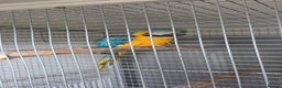 Macaws birds for sale: Blue and gold macaw - Advert 5