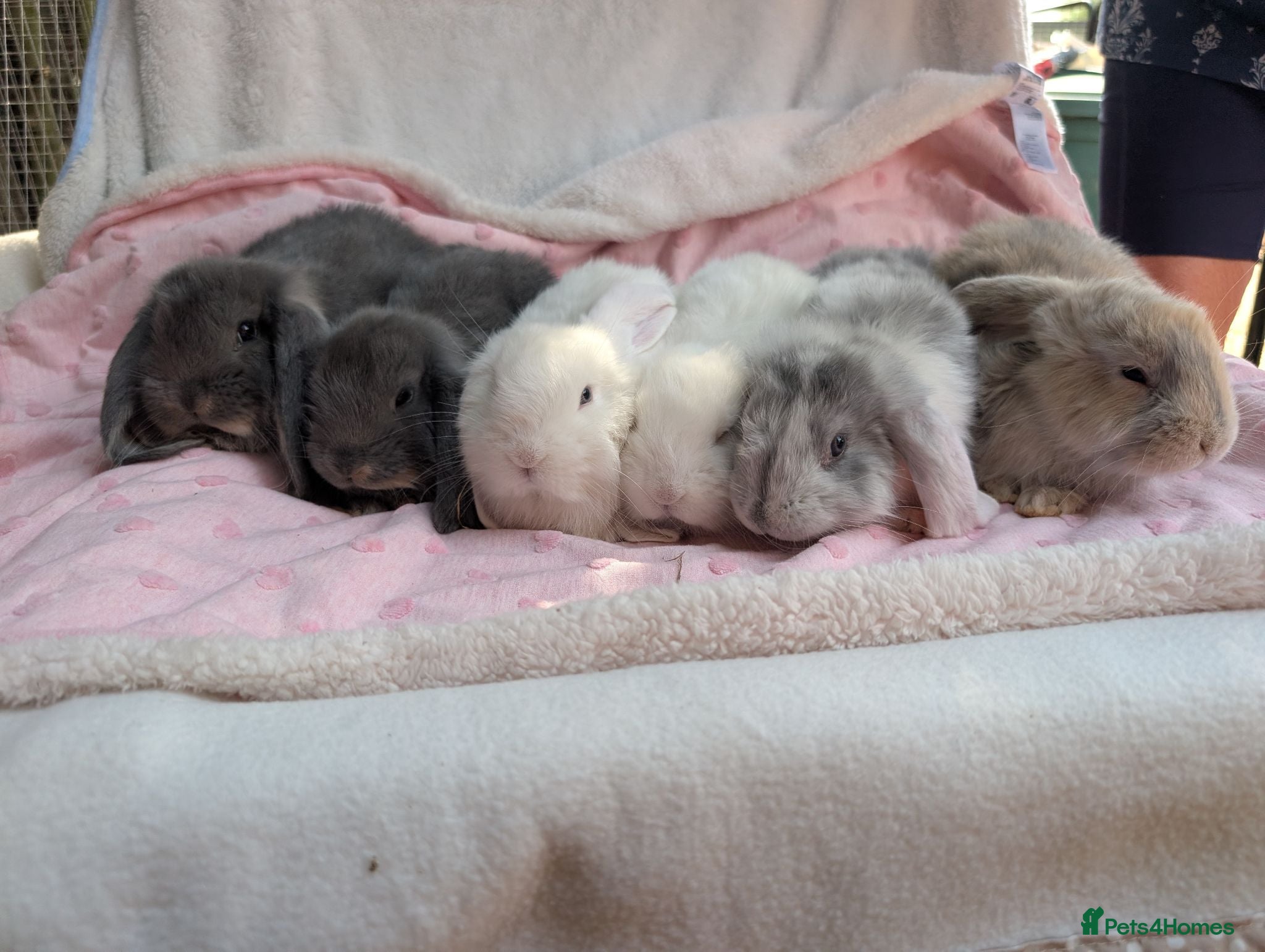 French Lop rabbits French Lop Rabbits – Ready from 4th September - Advert 2