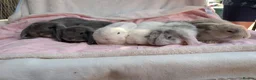 French Lop rabbits for sale: French Lop Rabbits – Ready from 4th September - Advert 2