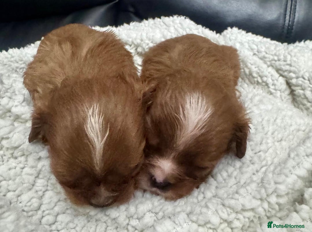 Cavalier King Charles Spaniel dogs for sale: Cavalier King Charles puppies - Advert 3