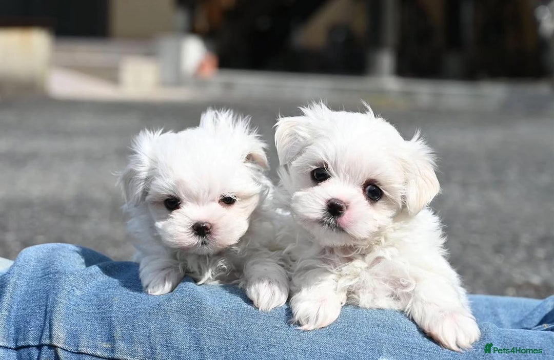 Maltese dogs for sale: Smart, playful Maltese Puppies - Image 3