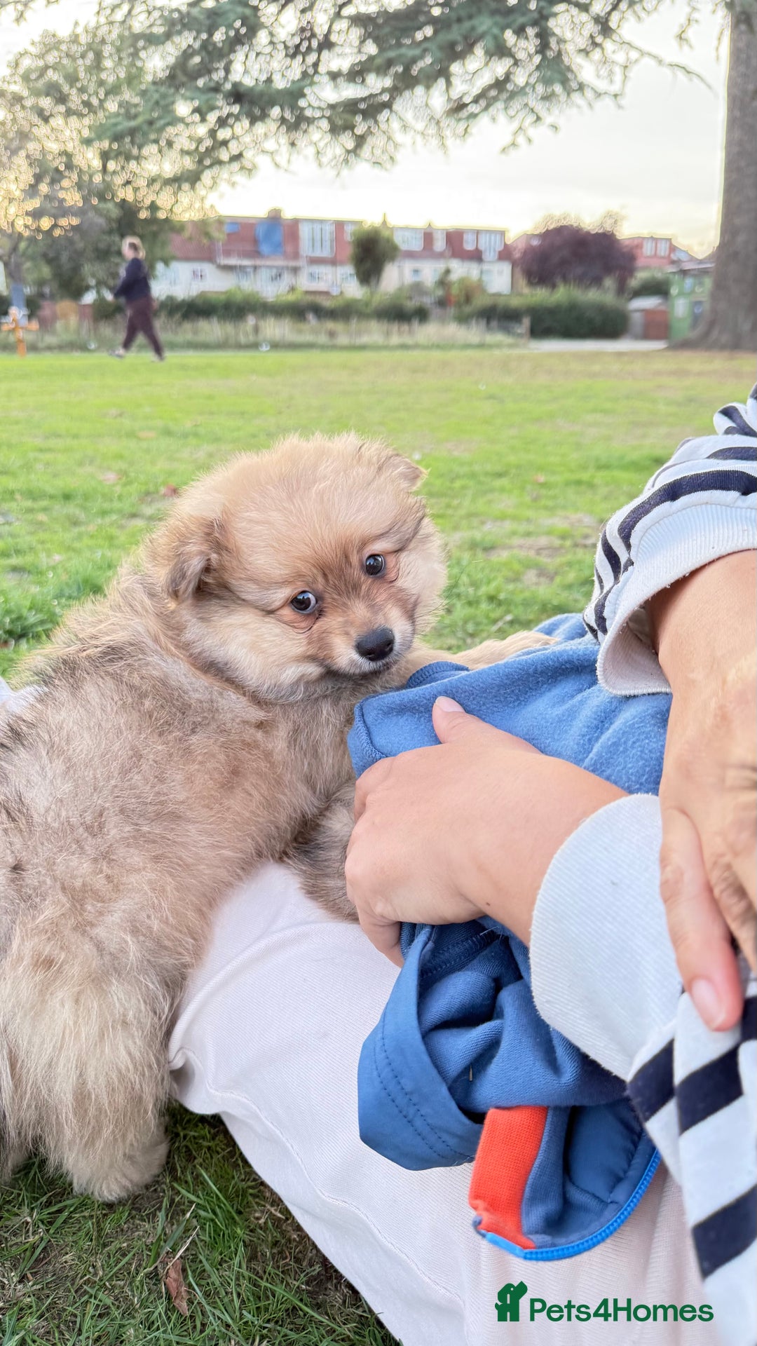 Pomeranian dogs for sale: Pomeranian fluffy Boys  - Image 10