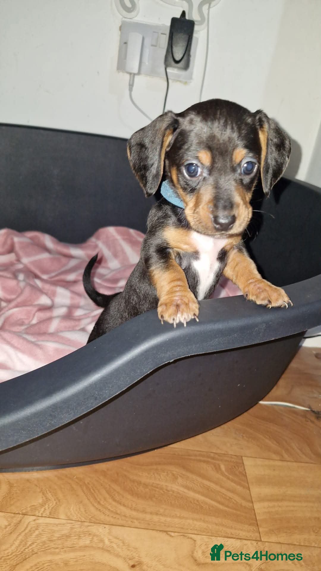 Mixed Breed dogs Ready to leave now - Advert 18