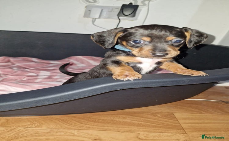 Mixed Breed dogs Dachshund  - Advert 6