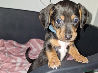 Mixed Breed dogs Dachshund - Advert 8