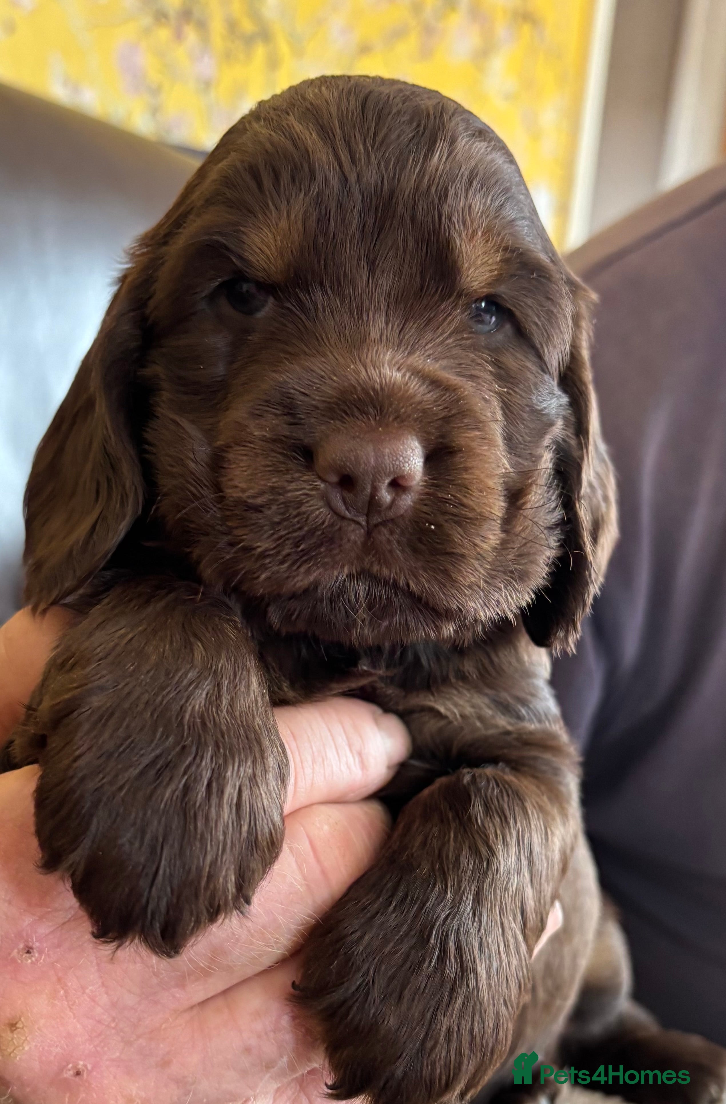 Cocker Spaniel dogs for sale: Stunning Litter of Show Cocker Spaniel Puppies - Advert 2