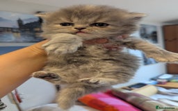 Persian cats for sale: Himalayan Persians - Image 19