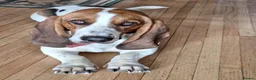 Basset Hound dogs for sale: Beautiful Basset Hounds To bring Joy to A Family - Advert 6