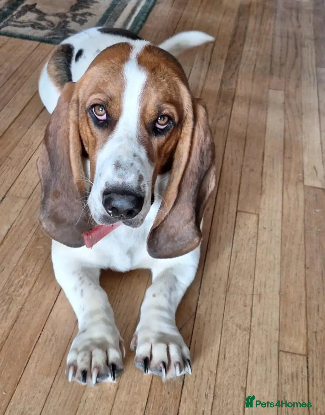 Basset Hound dogs for sale: Beautiful Basset Hounds To bring Joy to A Family - Advert 6