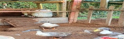 Mixed Breed poultry for sale: 2 female and 1 male ducks for sale - Advert 2