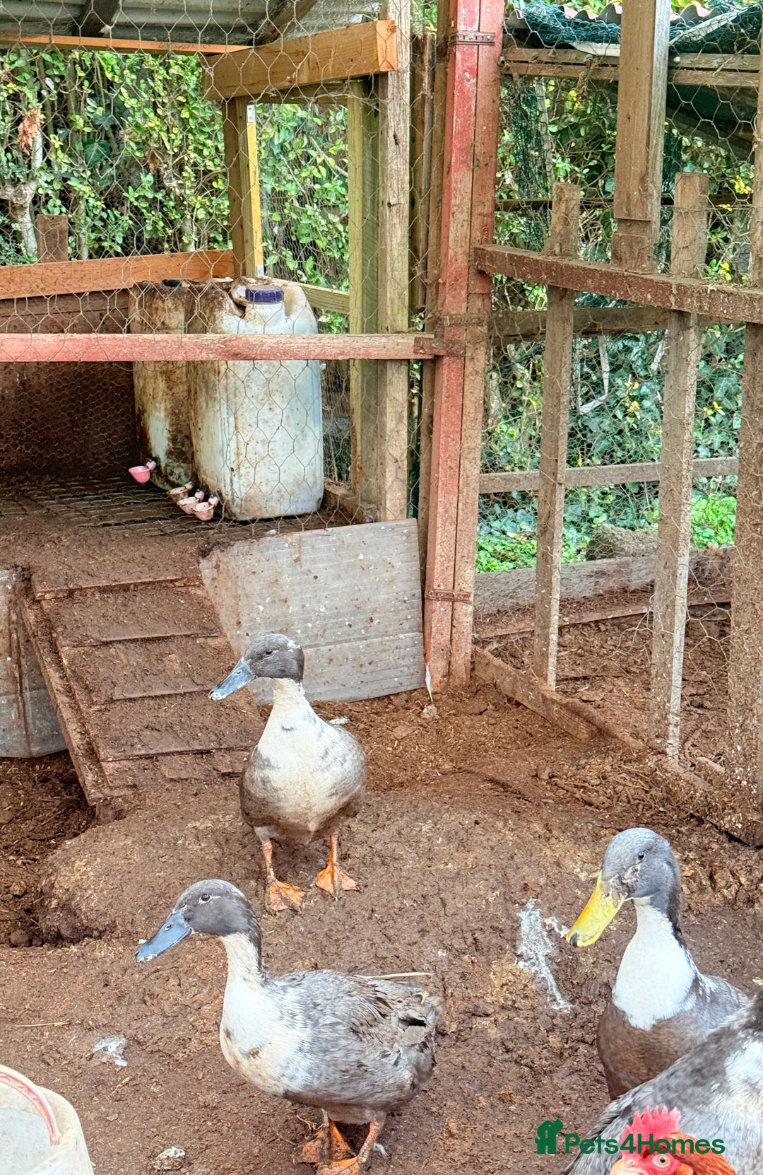 Mixed Breed poultry for sale: 2 female and 1 male ducks for sale - Advert 2