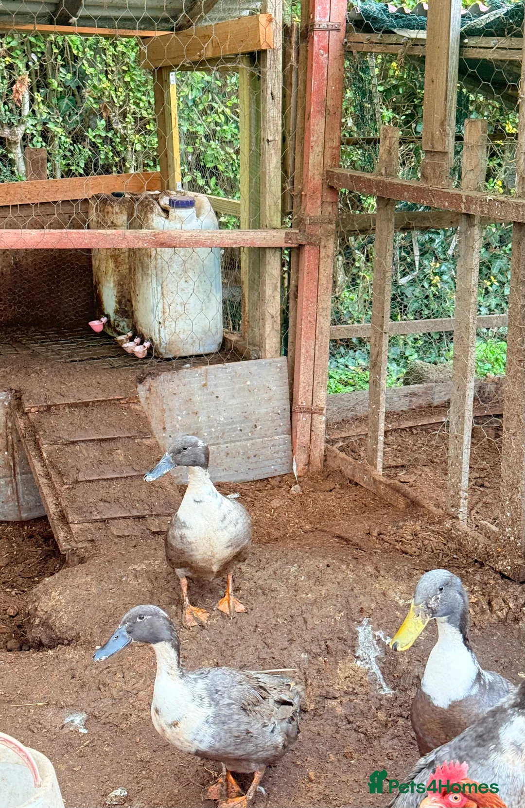 Mixed Breed poultry for sale: 2 female and 1 male ducks for sale - Advert 2
