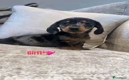 Miniature Dachshund dogs for sale: 🐾Adorable miniature dachshunds 🐾 - Image 5