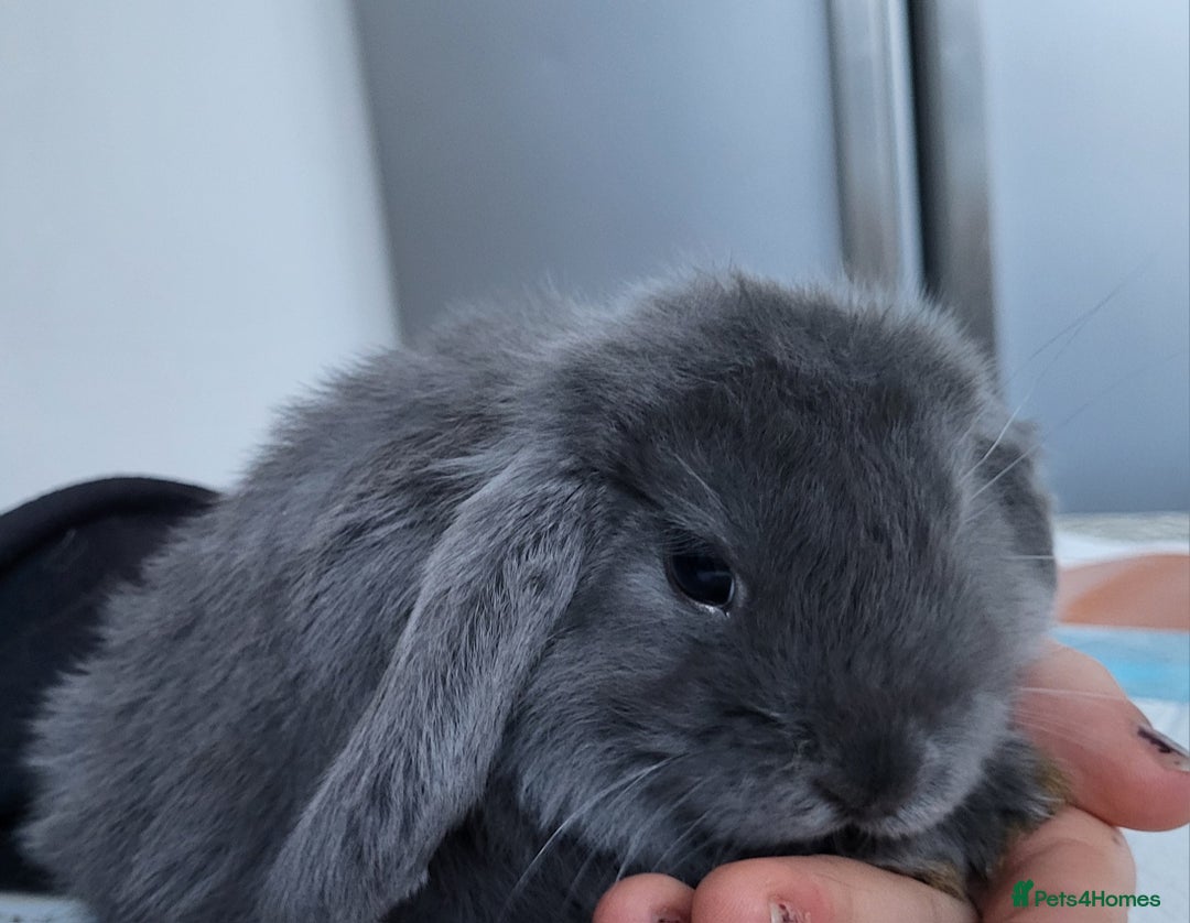 Mini Lop rabbits for sale: Beautiful Mini lop looking good a home - Image 2