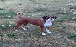 Boxer dogs for sale: Beautiful boxer puppies available  - Image 6