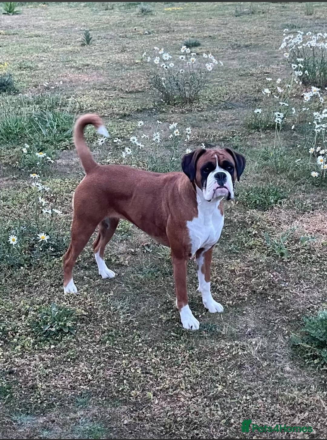 Boxer dogs for sale: Beautiful boxer puppies available  - Image 6