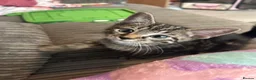Mixed Breed cats for sale: Beautiful kitten ready to leave ASAP - Advert 4