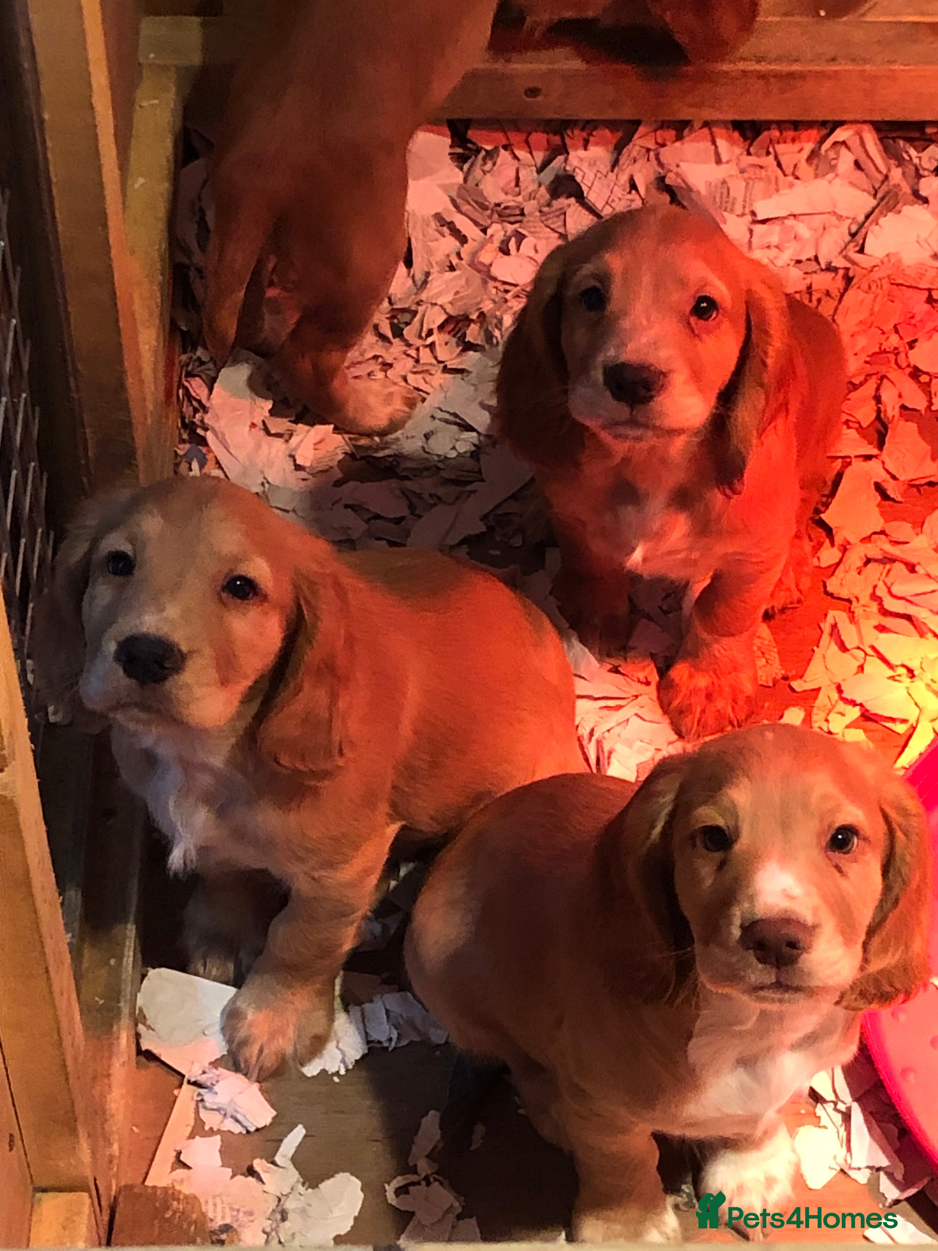 Cocker Spaniel dogs KC Reg Working cocker spaniel puppies for sale  - Advert 1