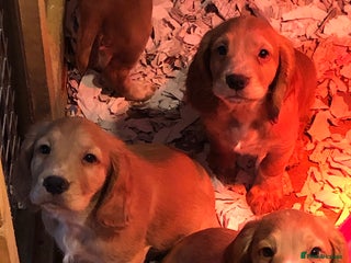 Cocker Spaniel dogs KC Reg Working cocker spaniel puppies for sale - Advert 1