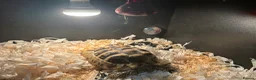 Tortoise reptiles for sale: Tortoise and setup in Chesterfield - Advert 4