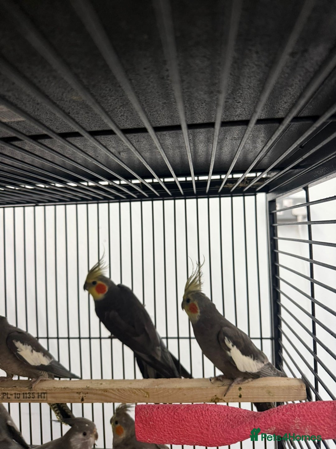 Cockatiels birds for sale: Various Stunning Baby Cockatiels  - Advert 2