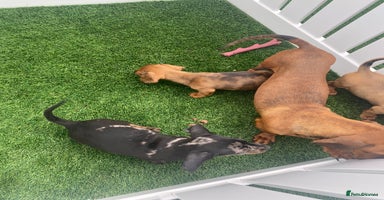 Miniature Dachshund dogs - Advert 5