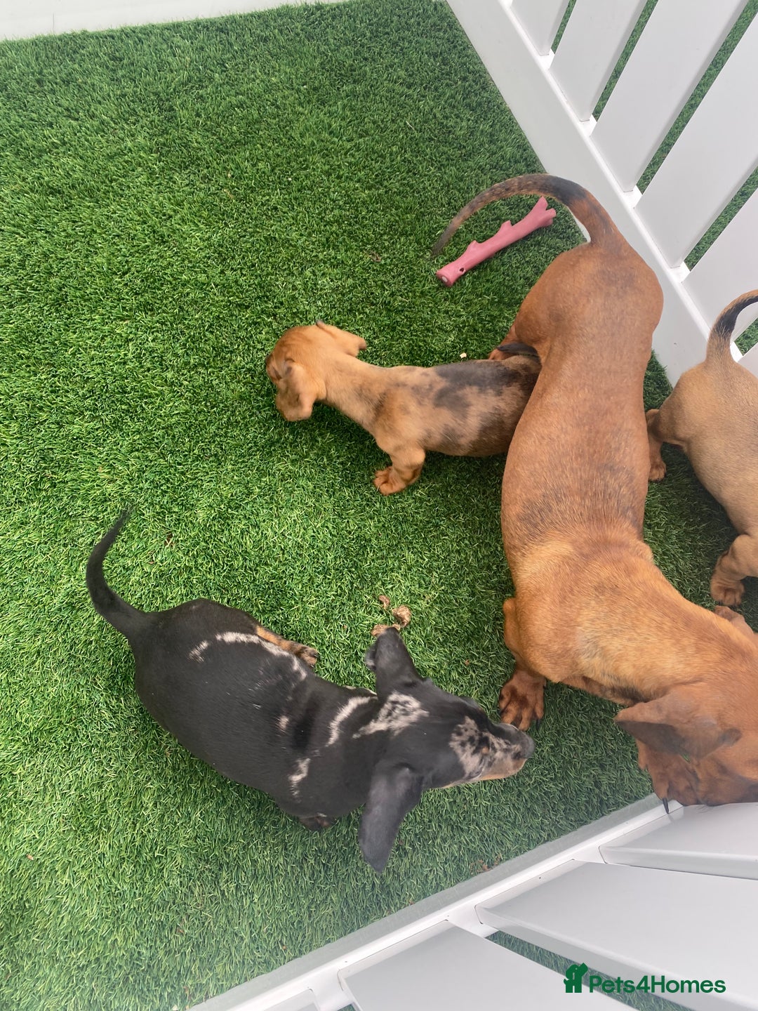 Miniature Dachshund dogs for sale: 4 adorable miniature dachshund puppies  - Image 2