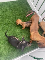 Miniature Dachshund dogs - Advert 4