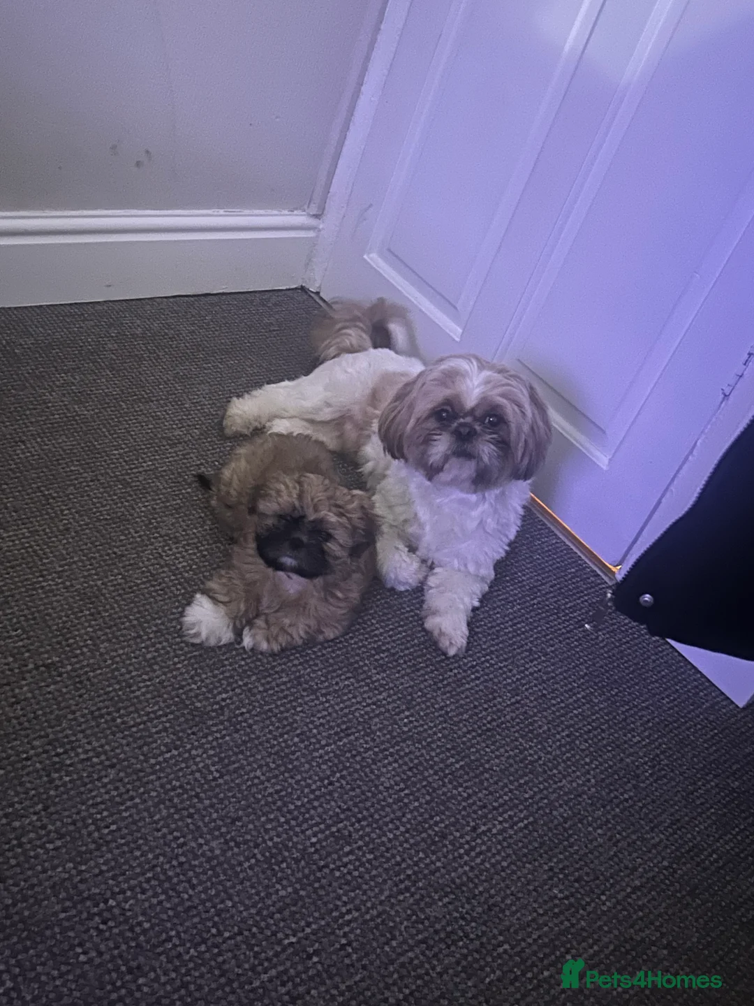 Shih Tzu dogs for stud: Our beautiful boy Arlo available for stud in Tipton - Advert 13