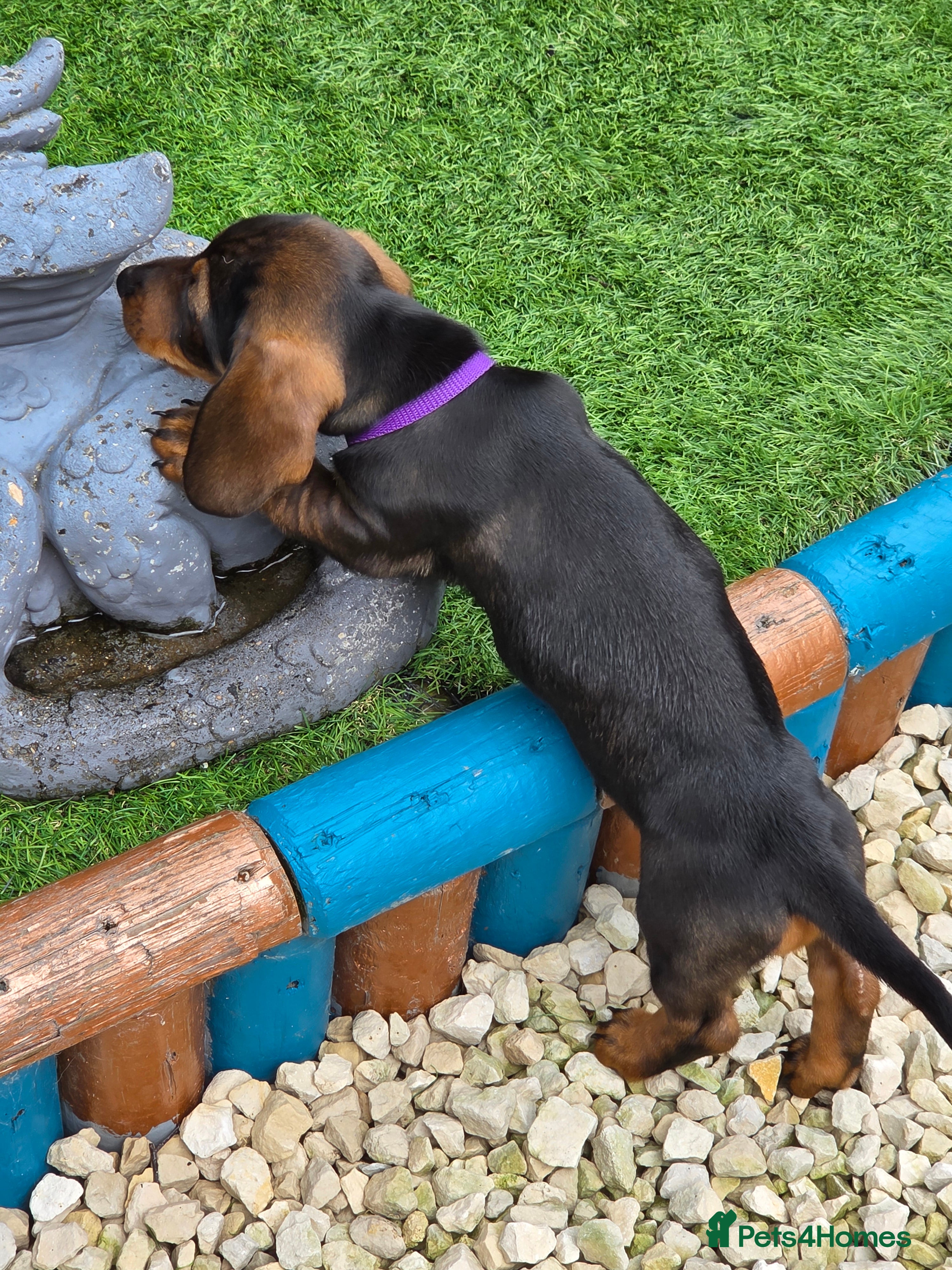 Dachshund dogs READY TO LEAVE Standard Dachshund Puppies💐 - Advert 2