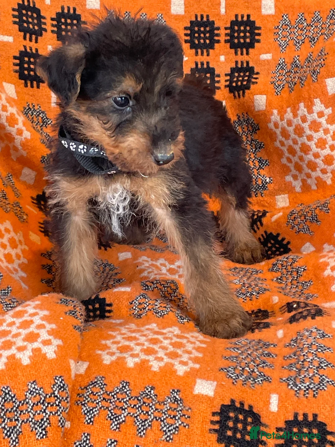 Airedale Terrier dogs for sale: Kc Airedale Terrier  - Advert 9