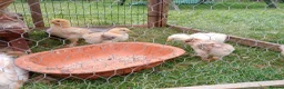 Chickens poultry for sale: 4 weeks old Brahma chicks,  7 weeks old chicks - Advert 5