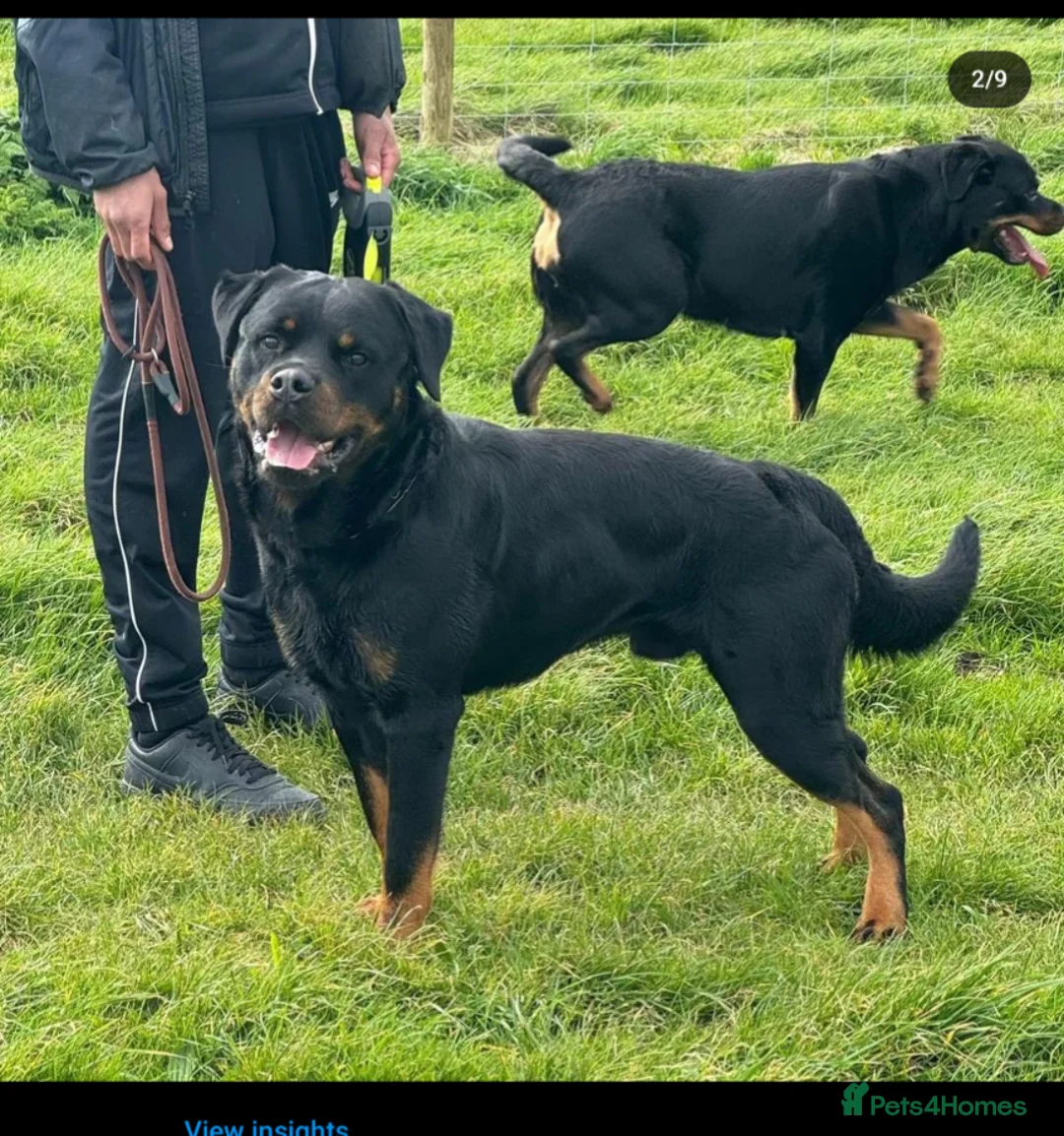 Rottweiler dogs for stud: KC Proven 5* stud in Coventry - Advert 3