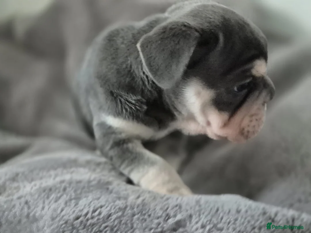 French Bulldog dogs for sale: French bulldogs  - Advert 6