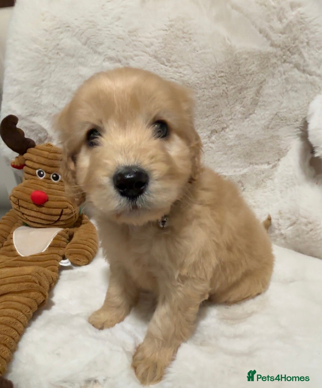 Cockapoo dogs for sale: Golden F1 cockpoo puppies  - Advert 7