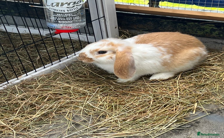 Mixed Breed rabbits - Advert 1
