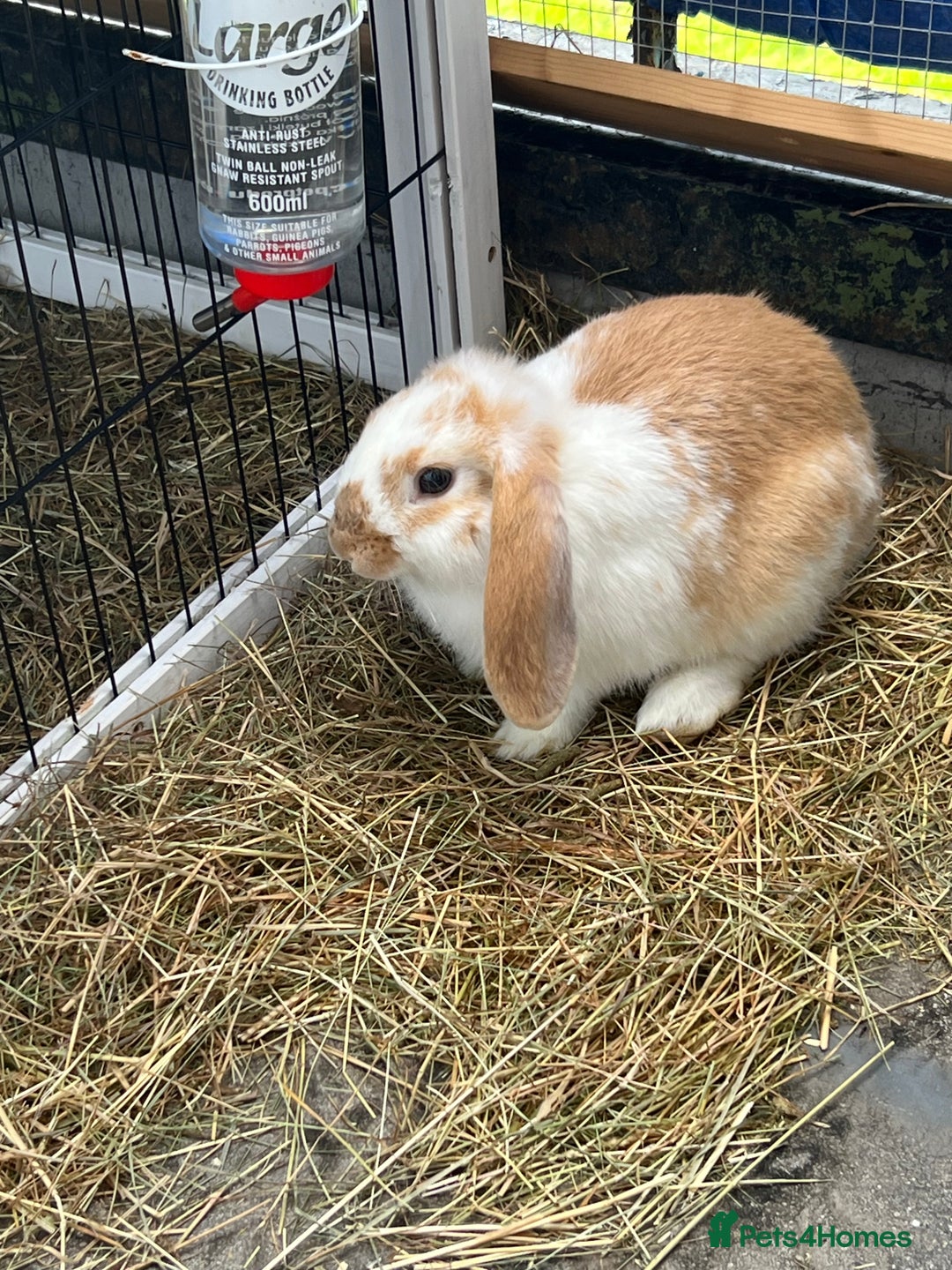 Mixed Breed rabbits for sale: Two rabbits  to a good home male and female  - Image 1