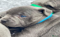 Staffordshire Bull Terrier dogs for stud: PRINCE- SOLID BLUE CHAMPION BRED in Smethwick - Image 10