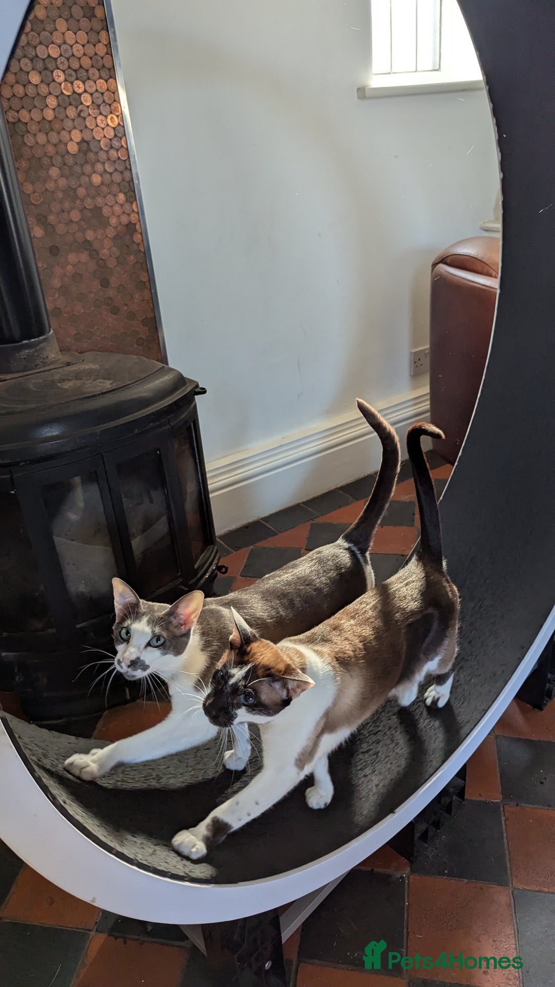 Oriental cats for sale: Blue Eyed Millie 3yr Old Oriental Shorthair Girl - Advert 13