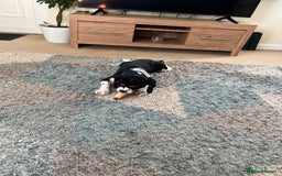 Cavalier King Charles Spaniel dogs for sale: Alfie the Cavalier King Charles - Image 7