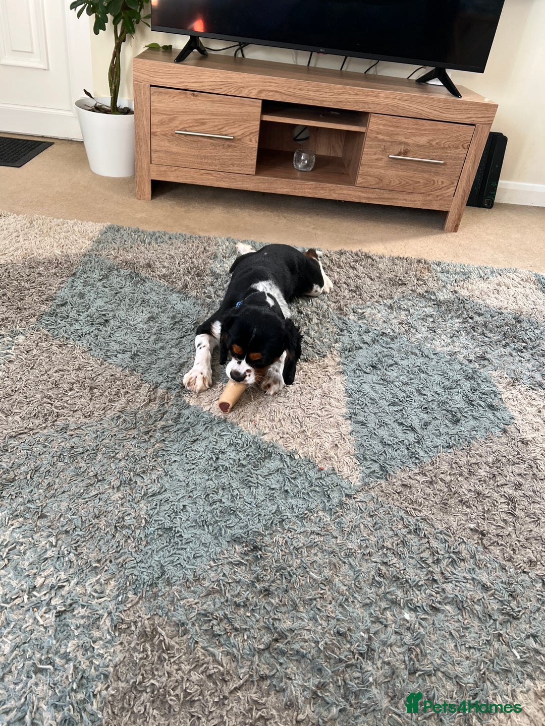 Cavalier King Charles Spaniel dogs for sale: Alfie the Cavalier King Charles - Image 7