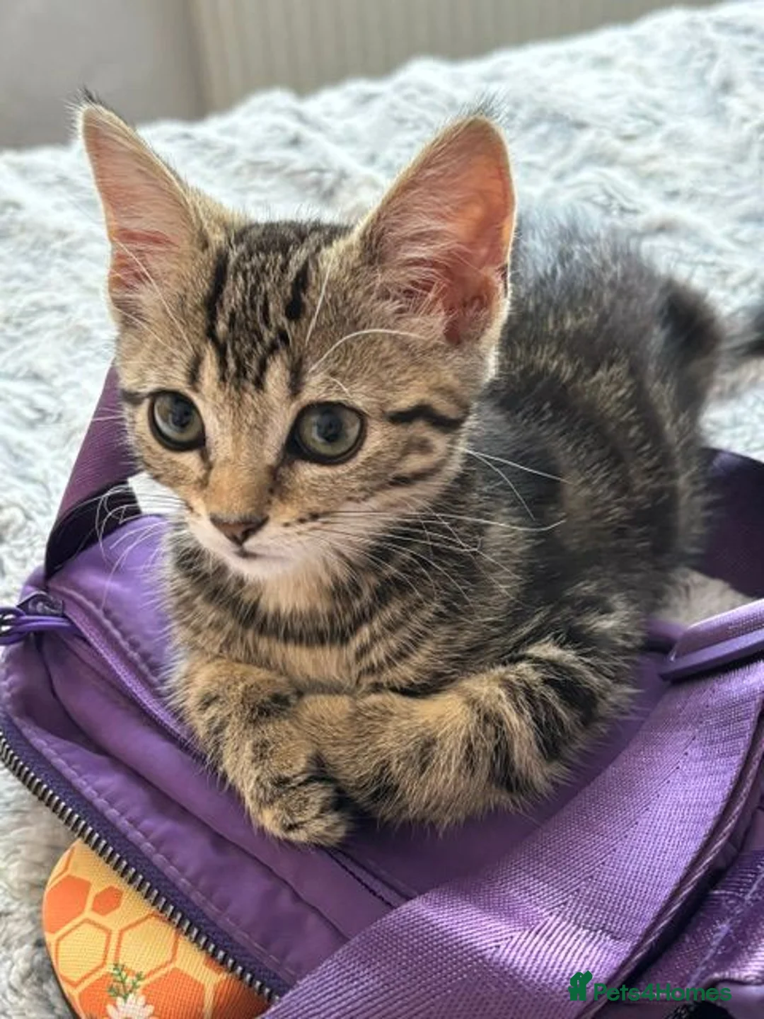 Mixed Breed cats for sale: Two adorable tabby kitten girls – mixed breed - Advert 1