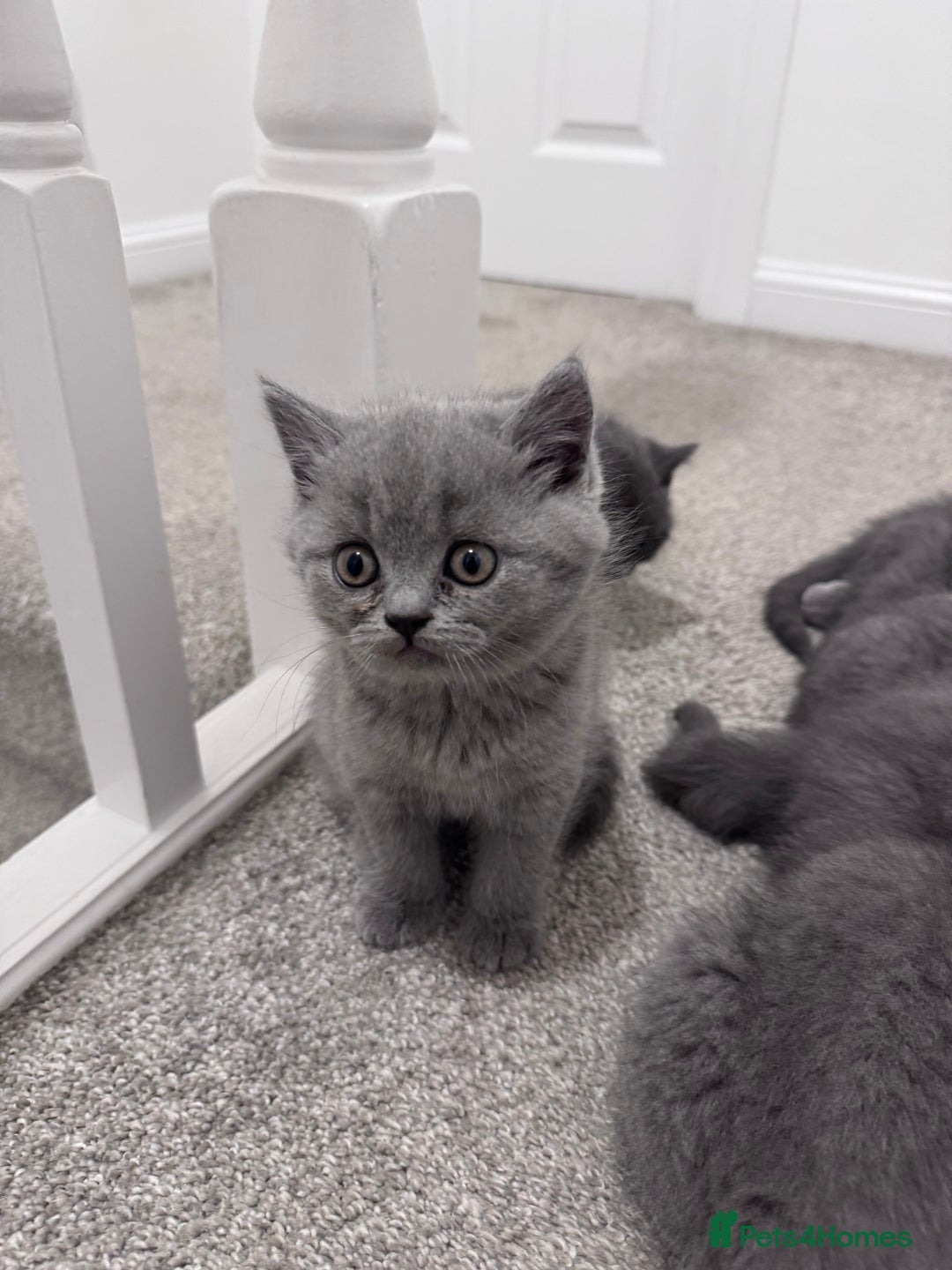 British Shorthair cats for sale: British shorthair kittens 🐈‍⬛ - Advert 12