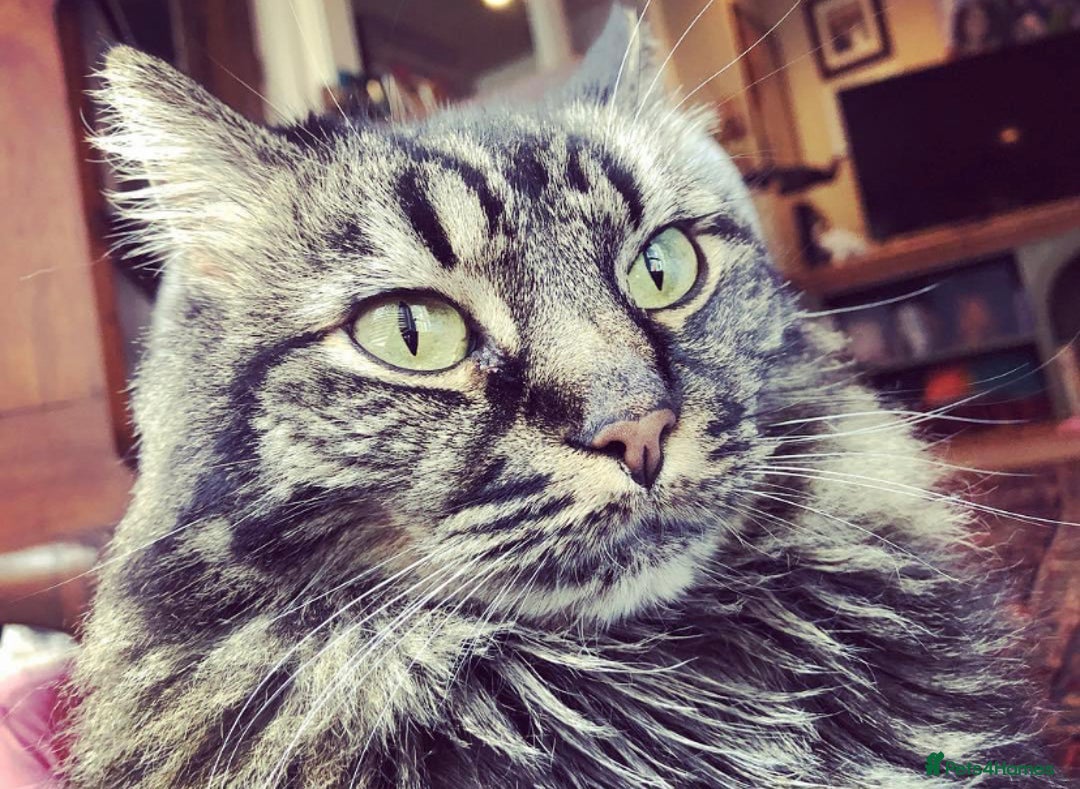 Savannah cats for sale: Stunning Savannah Cross kittens, ready now - Advert 16