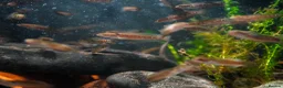 Other/Mixed Breed fish for sale: Red Chinese Snakehead - Advert 3