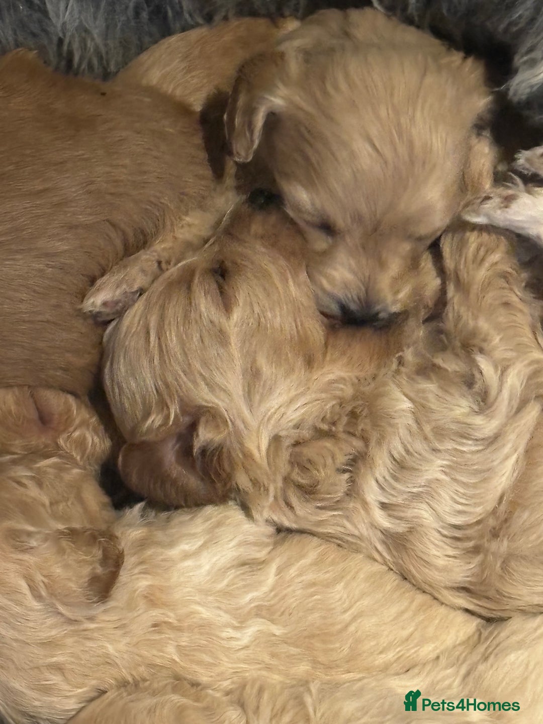 Cavachon dogs for sale: Super friendly, Litter trained Cavapoochon’s - Image 24