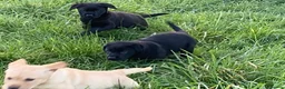 Labrador Retriever dogs for sale: Labrador puppy - Advert 8