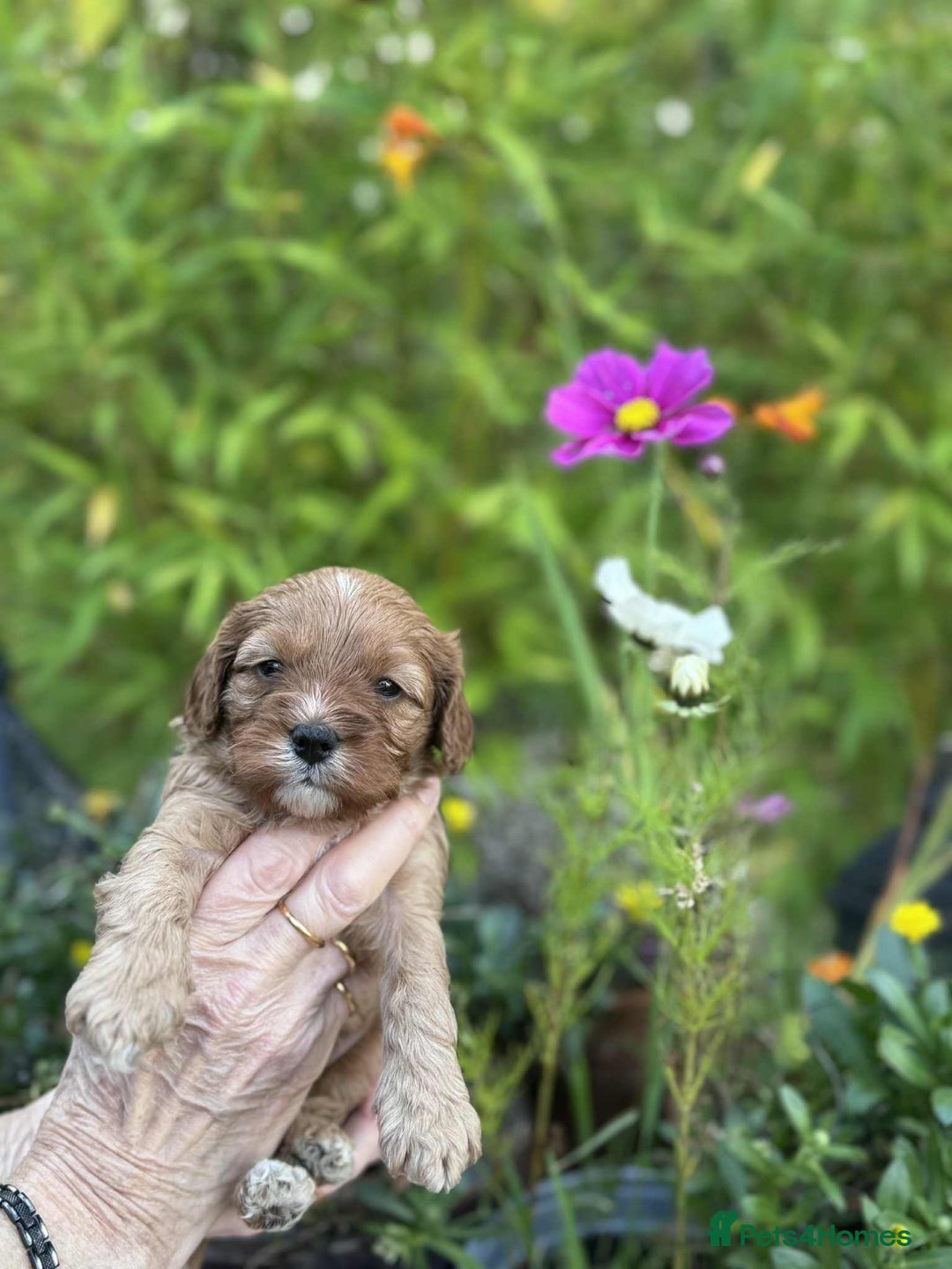 Cavapoo dogs for sale: Quality True mini Cavapoo Puppies in Eastleigh - Image 5